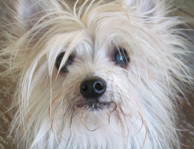 teaselfaceflyawayfur | FOX 28 Spokane teaselfaceflyawayfur