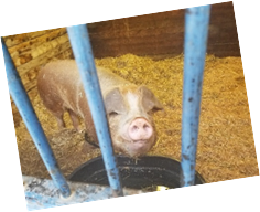 scraps-piggies | FOX 28 Spokane