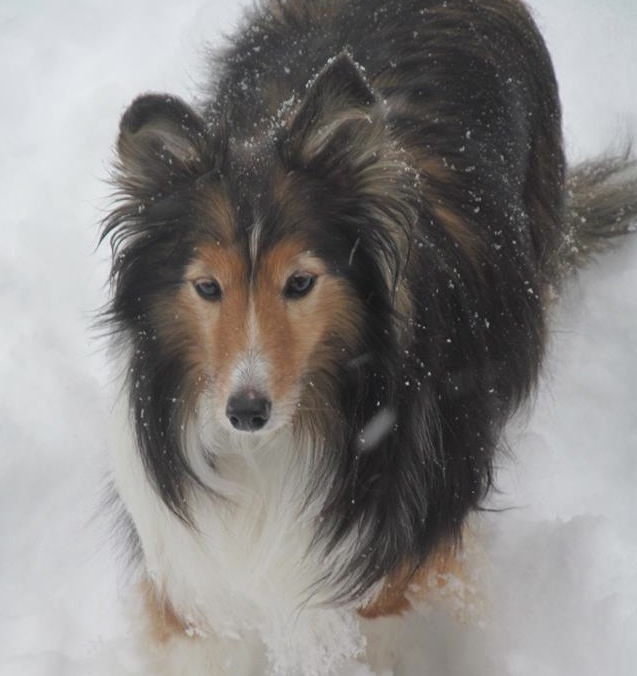 GracieRoseInSnow | FOX 28 Spokane