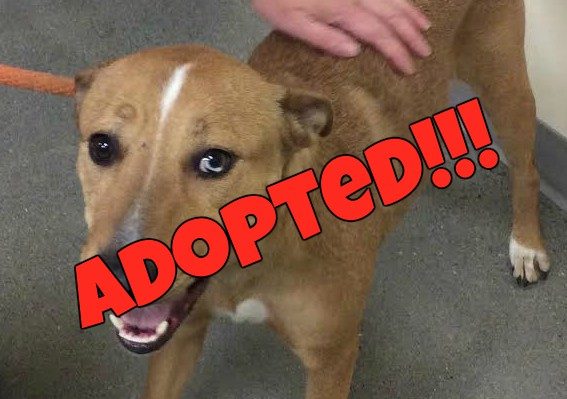 dolly adopted | FOX 28 Spokane