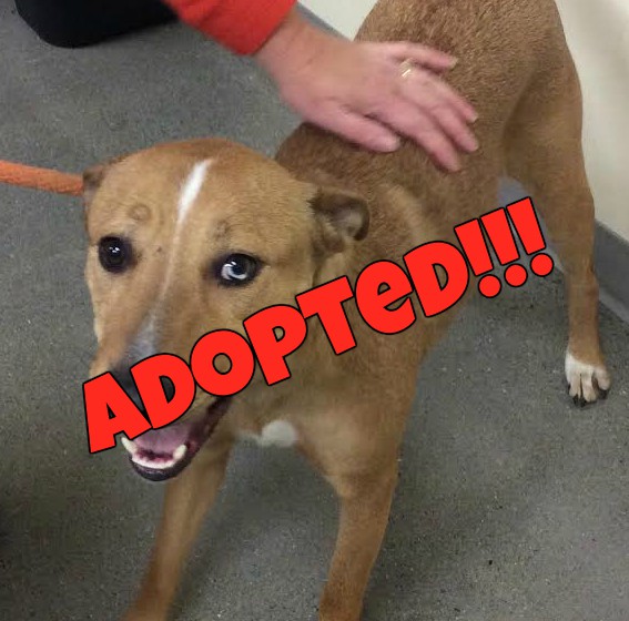 dolly adopted | FOX 28 Spokane