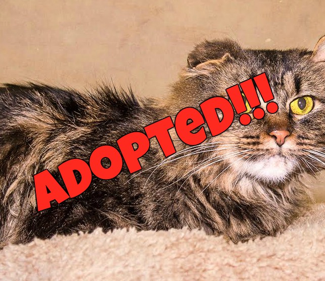 parka adopted | FOX 28 Spokane