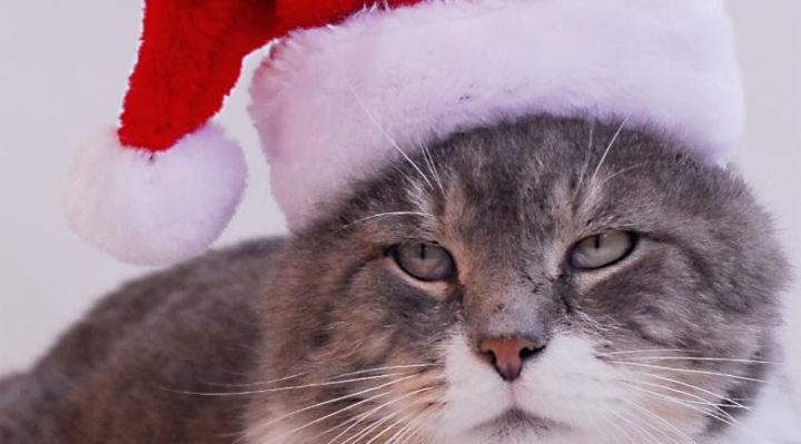 scrapsxmascat | FOX 28 Spokane
