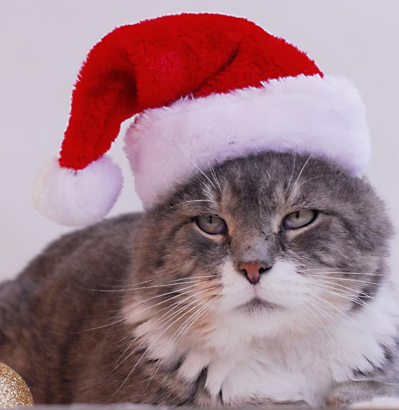 scrapsxmascat | FOX 28 Spokane scrapsxmascat