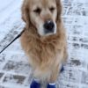 SHOULD MY DOG WEAR WINTER BOOTS?