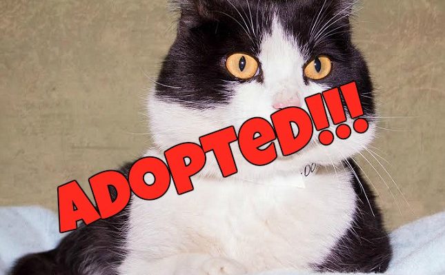 Olaf adopted | FOX 28 Spokane