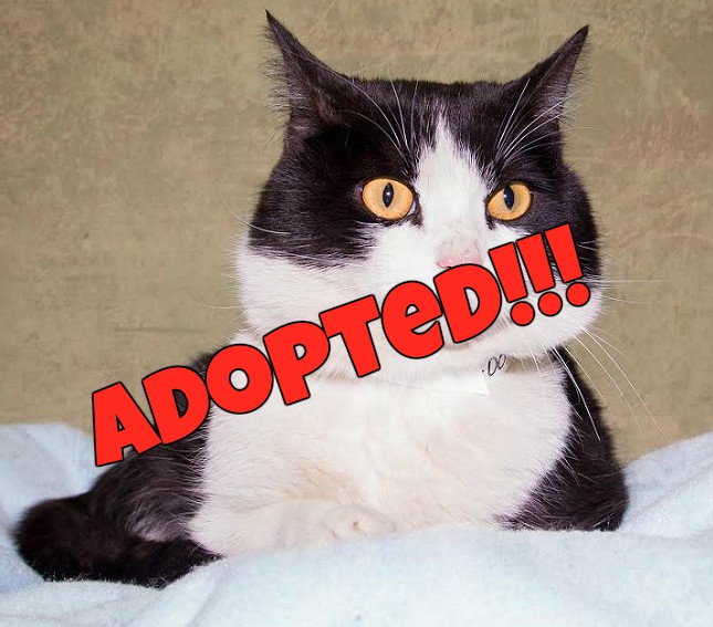 Olaf adopted | FOX 28 Spokane