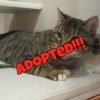 Happy Tales Adoptable Featured Pet – Lil G #0862