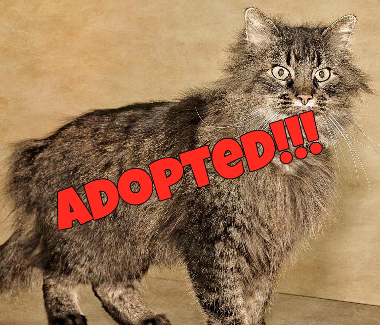 marley adopted | FOX 28 Spokane