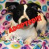 Happy Tales Adoptable Pet of the Week – Kiernan #0992
