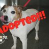 Happy Tales Adoptable Featured Pet – Rosa #1180