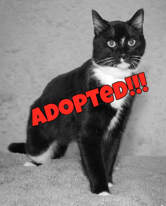 15 Best Pictures Alaska Airlines Pet Policy Emotional Support / Emotional Support Animal