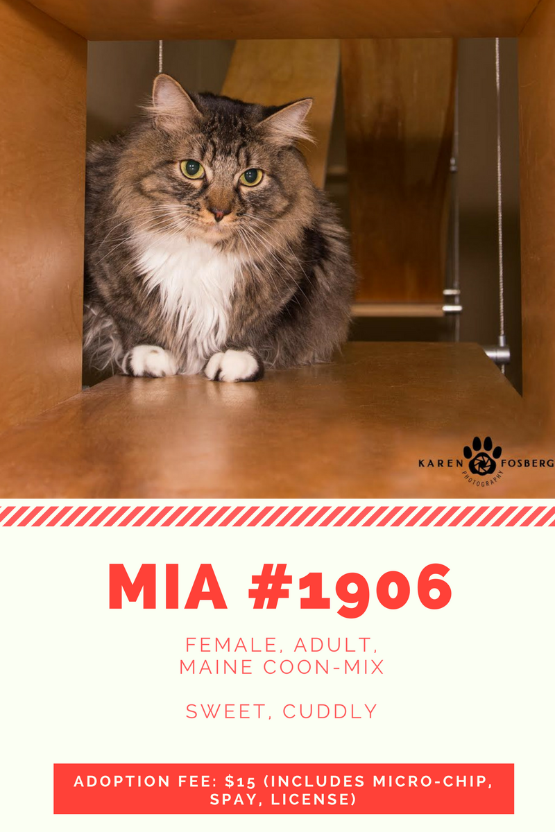 MiA #1906