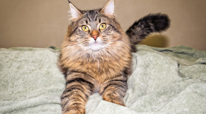 Pet of the Week Simba 09832-TV | FOX 28 Spokane