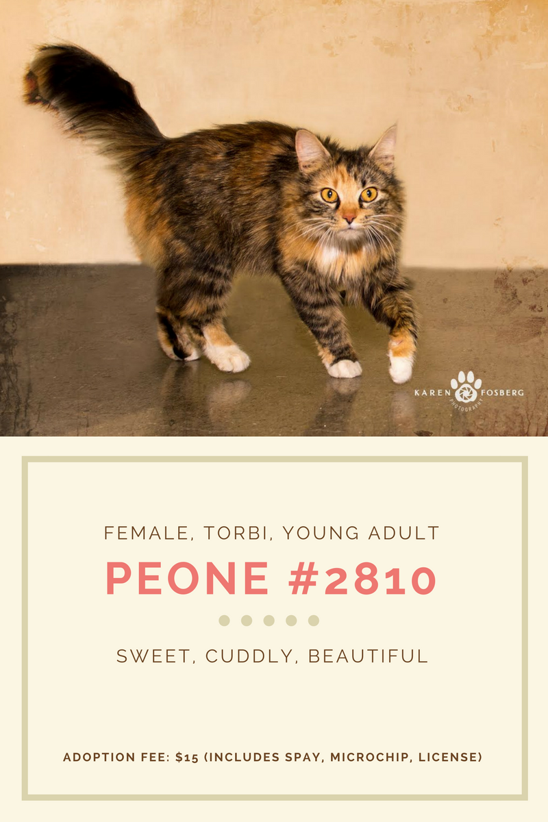 peone2810