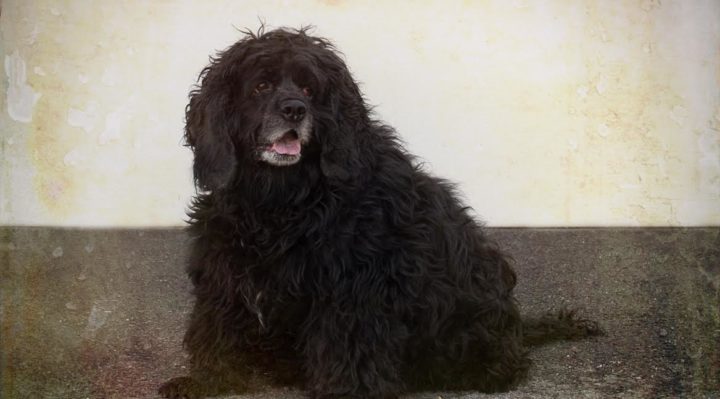 piper2468 | FOX 28 Spokane