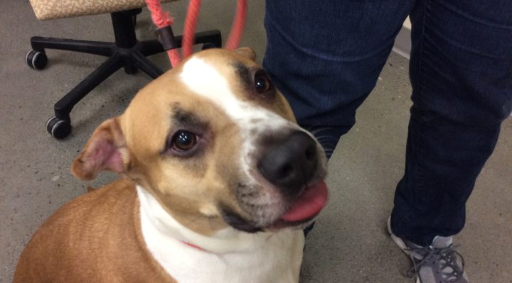 Ginger00451 | FOX 28 Spokane