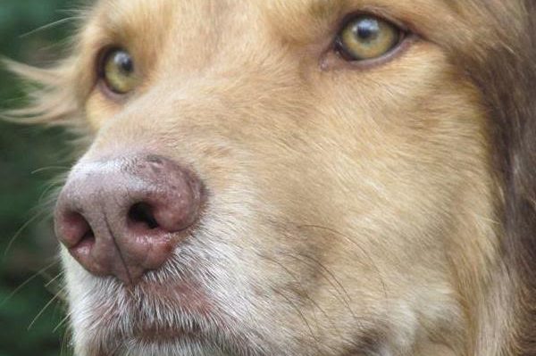 dog | FOX 28 Spokane