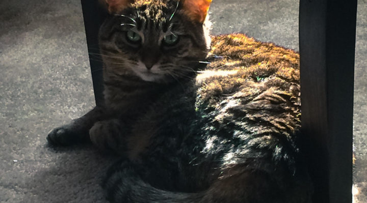 Baby:BlaineStum | FOX 28 Spokane