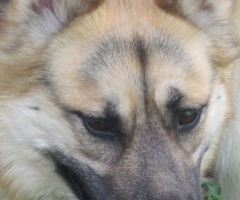 KonaFullFaceW:Tongue | FOX 28 Spokane