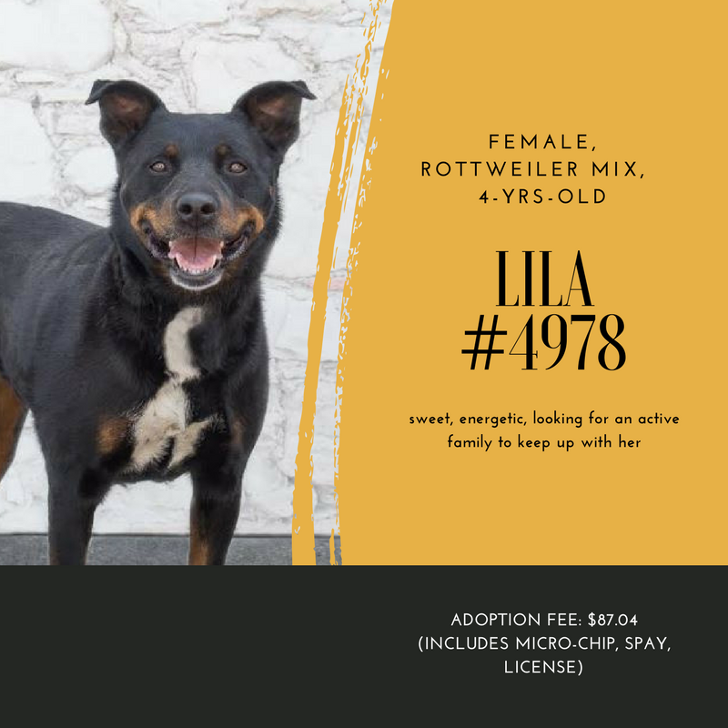 Lila #4978