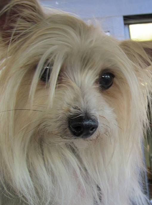 TeaselFaceAtCarlsJr | FOX 28 Spokane