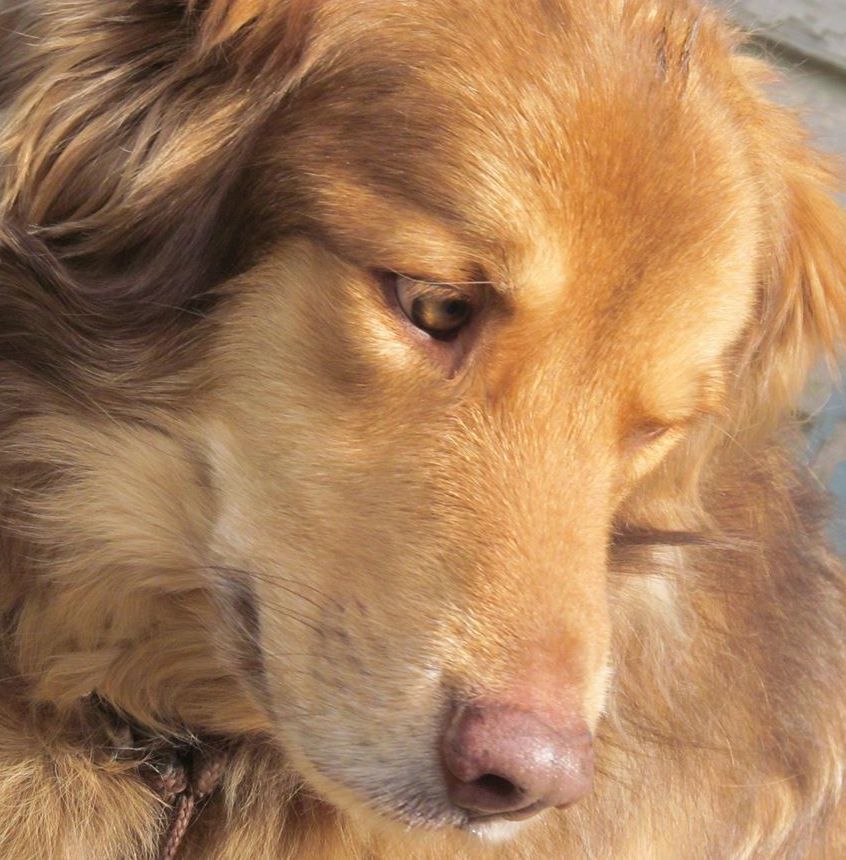 SmudgeSideFaceClose | FOX 28 Spokane