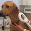pet microchip