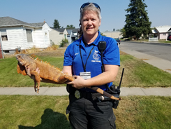 rescueiguana2 | FOX 28 Spokane