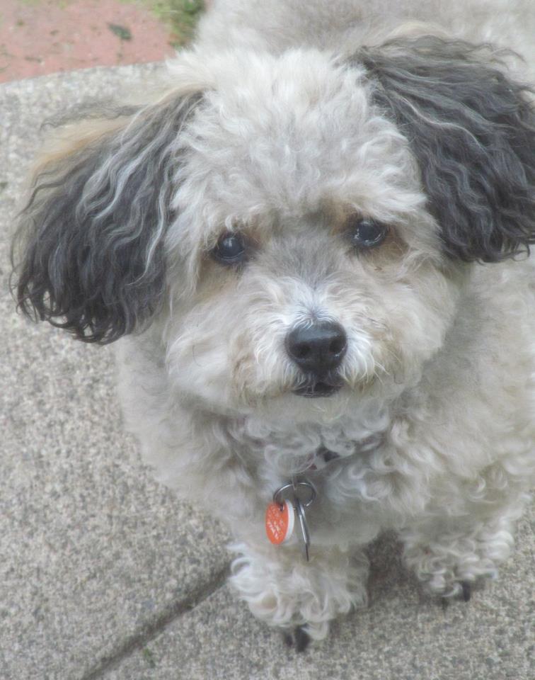 BrioLookingAtCamera | FOX 28 Spokane