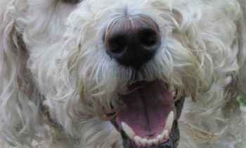 CRATES—WHAT OUR READERS SAID