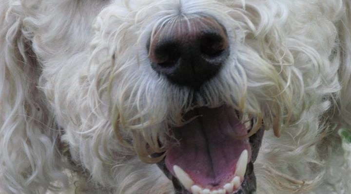 GracieFullFaceCloseUp | FOX 28 Spokane