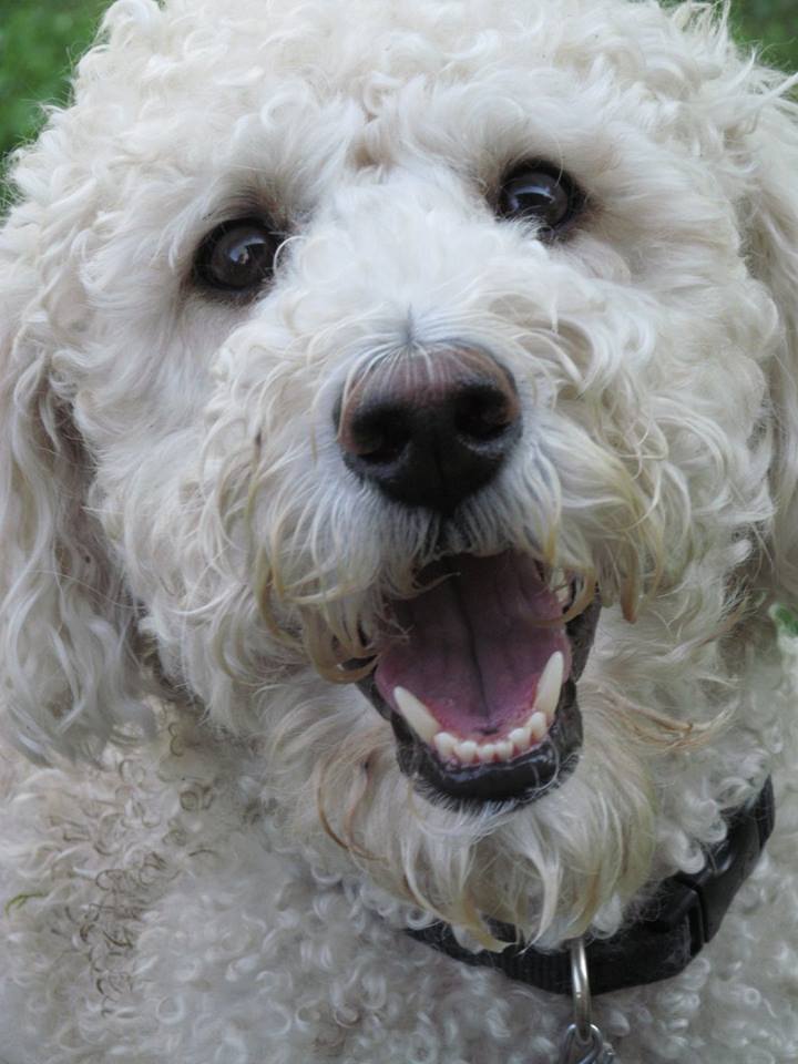 GracieFullFaceCloseUp | FOX 28 Spokane