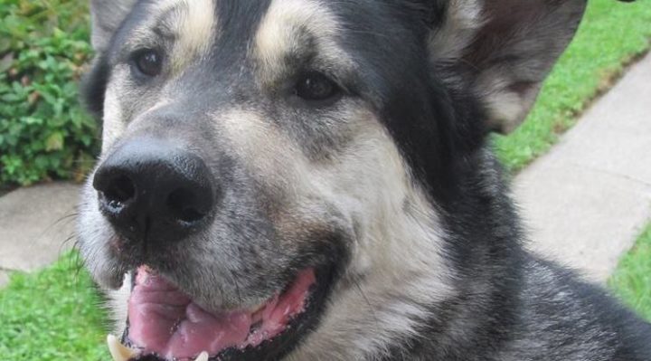 TheoEarsUpSmile | FOX 28 Spokane