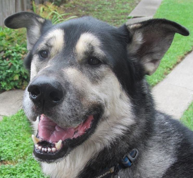 TheoEarsUpSmile | FOX 28 Spokane