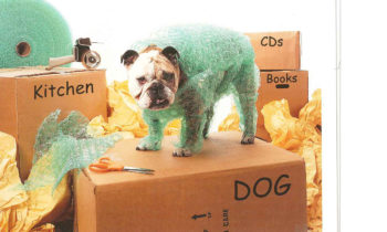 Make Moving with Your Pet a Purr-fect Experience