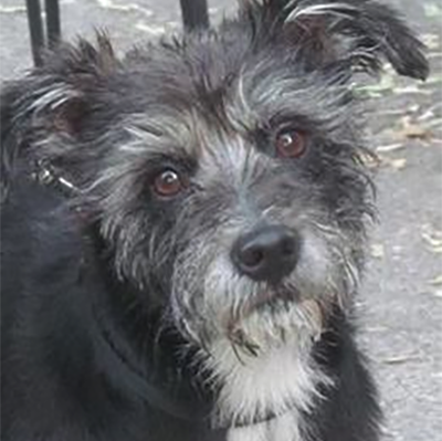 puppy | FOX 28 Spokane