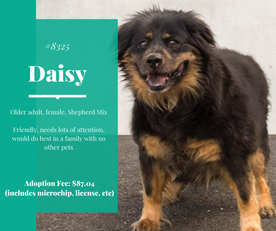 daisy8325 (1)
