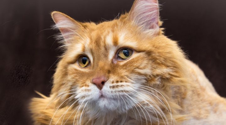 Pet-of-the-Week-Saturn--2372--FB | FOX 28 Spokane