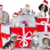 Pets-at-Christmas.resize