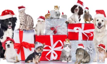 Holiday Hazards for Pets