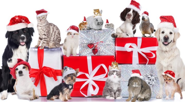 Pets-at-Christmas.resize