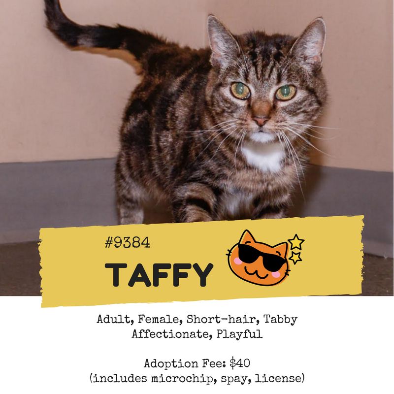Taffy#9384