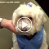 Therapy Dog Helps Patients Cope with Dentist Anxiety