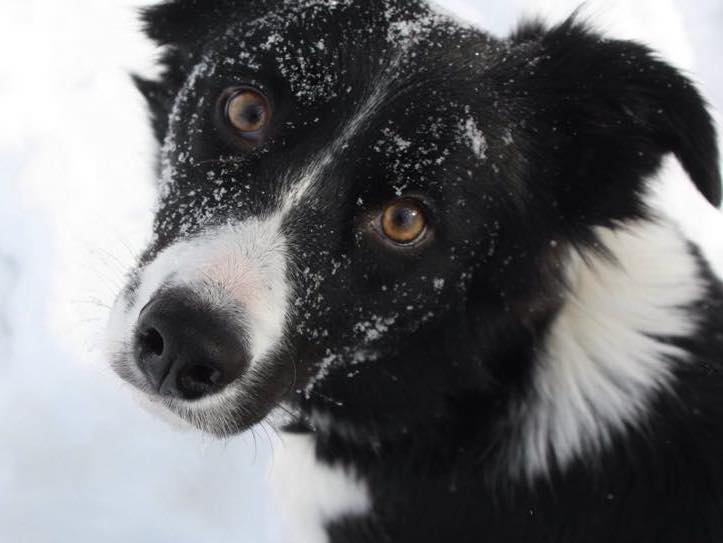 Does My Dog Need A Behaviorist