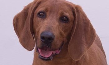 atticus fb | FOX 28 Spokane