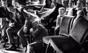 Owl gets loose at wedding, leaves best man ‘terrified’