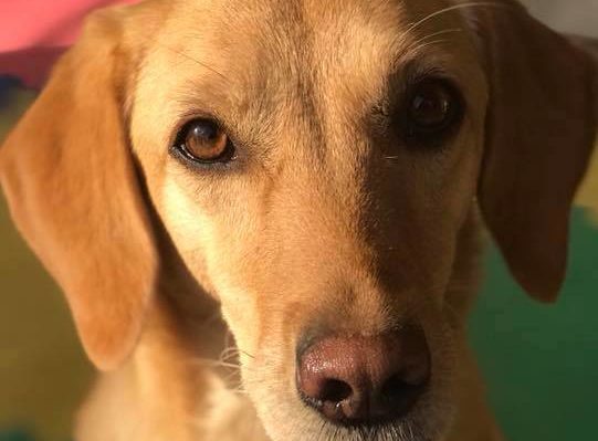 RachelThornton | FOX 28 Spokane