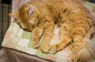 Happy Tales Pets of the Week – The Orange Tabbies