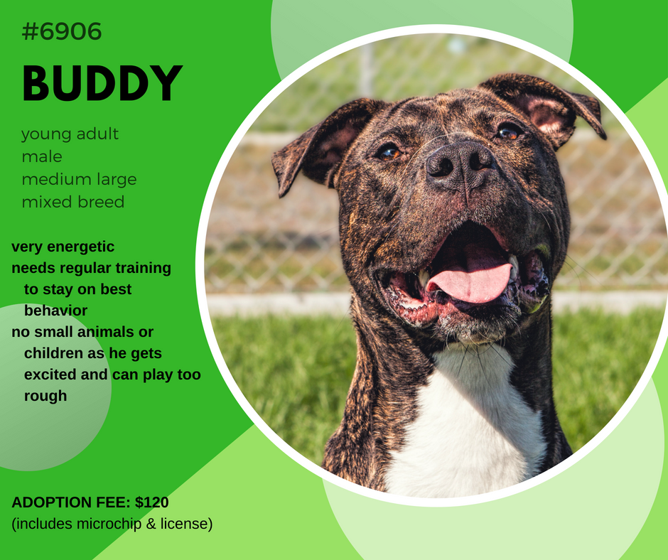 buddy6906